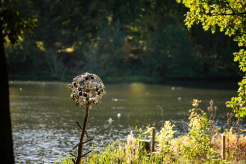 JessicaRost YSP Flower-10