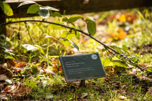JessicaRost YSP Flower-18